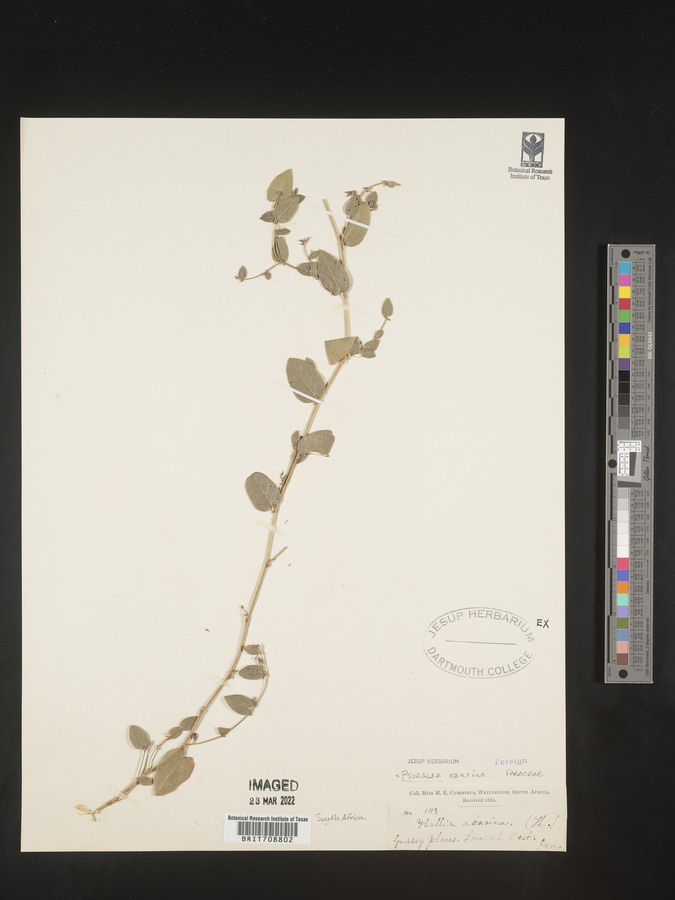 Psoralea asarina image