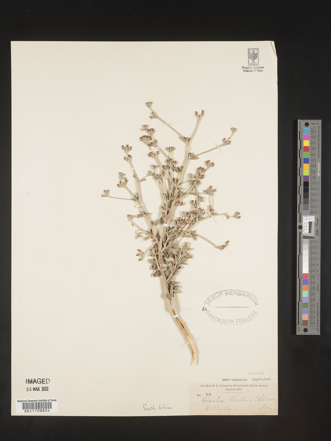 Psoralea hirta image