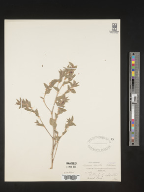 Image of Psoralea imbricata