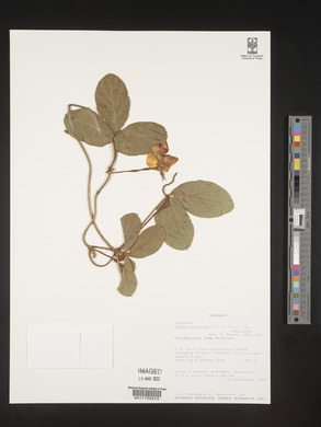 Vigna vexillata var. vexillata image