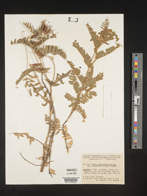 Vicia ochroleuca image