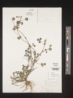 Image of Trifolium baccarinii