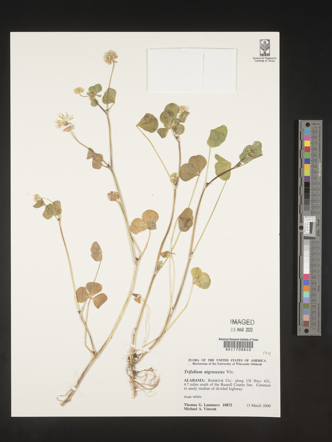 Trifolium nigrescens image