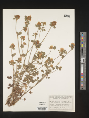 Trifolium pallidum image