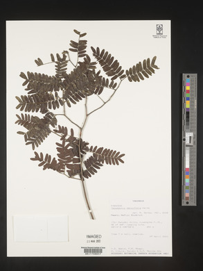 Tessmannia densiflora image