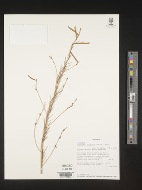 Tephrosia linearis image