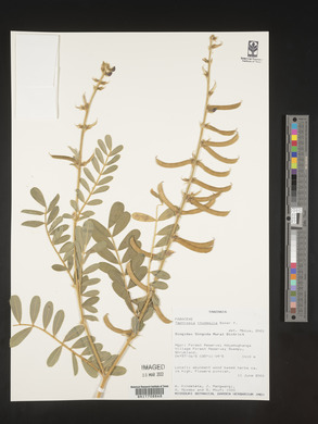 Tephrosia rhodesica image