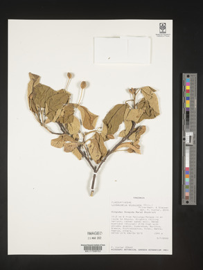 Oncoba stipulata image