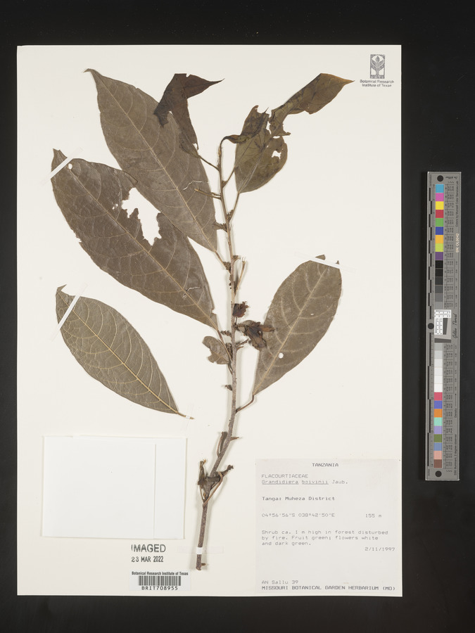 Grandidiera image