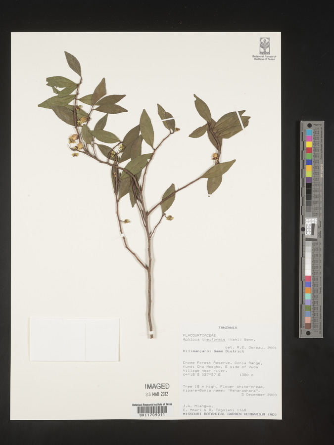 Aphloia theiformis image