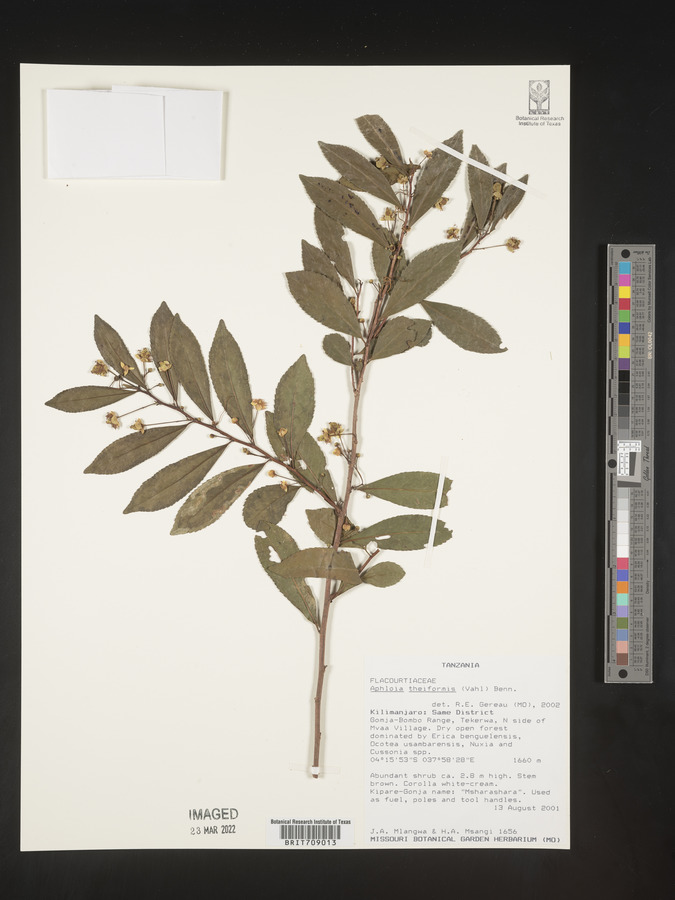Aphloia theiformis image