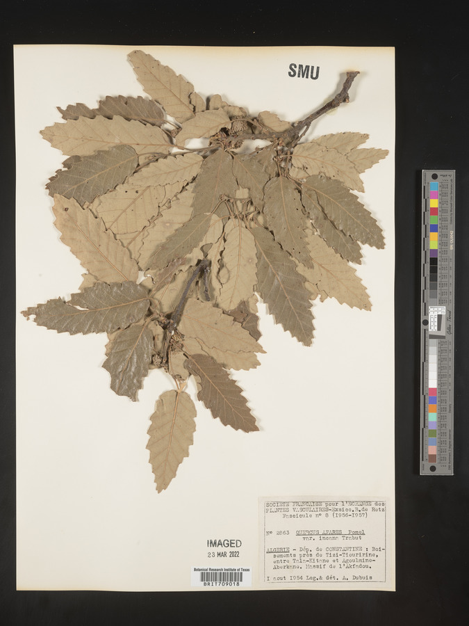 Quercus afares image