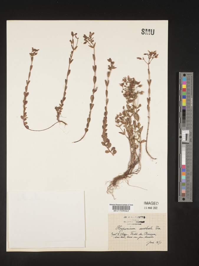 Hypericum australe image