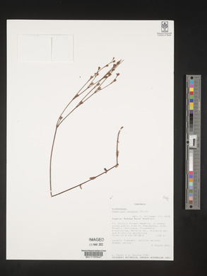 Hypericum lalandii image