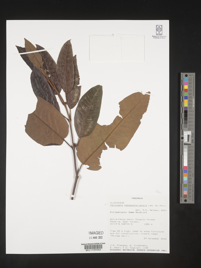 Harungana madagascariensis image