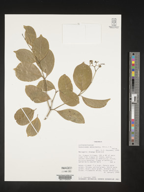 Simicratea welwitschii image