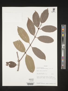 Salacia madagascariensis image