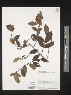 Salacia madagascariensis image