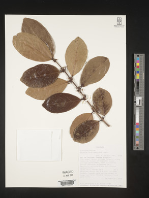 Salacia stuhlmanniana image