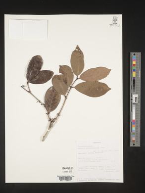 Salacia stuhlmanniana image