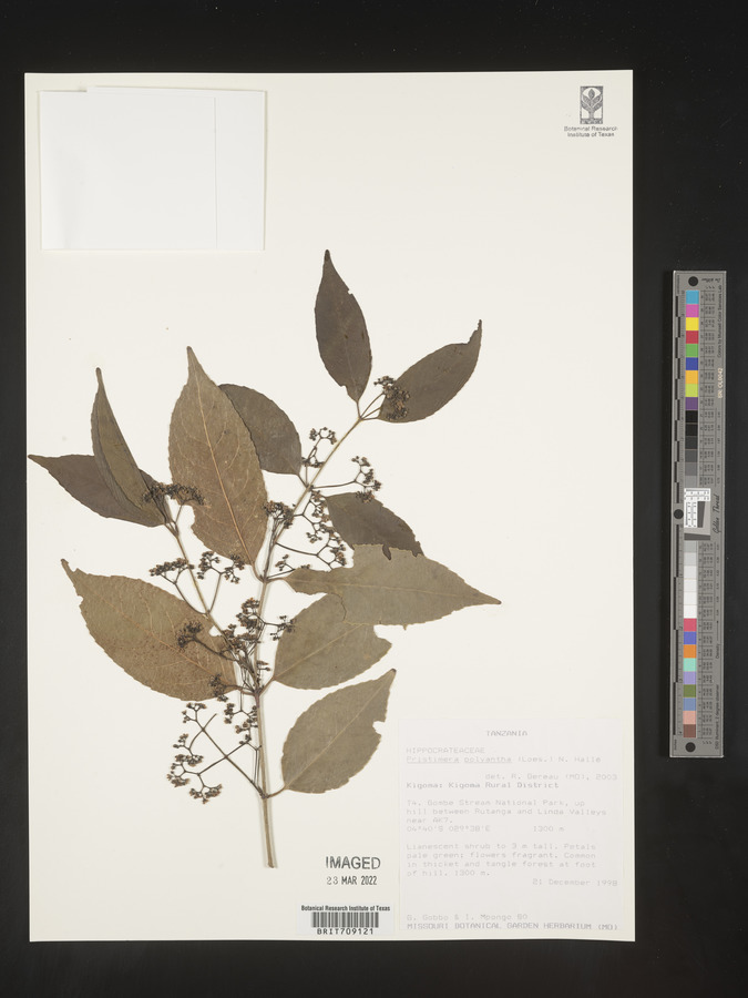 Pristimera paniculata image