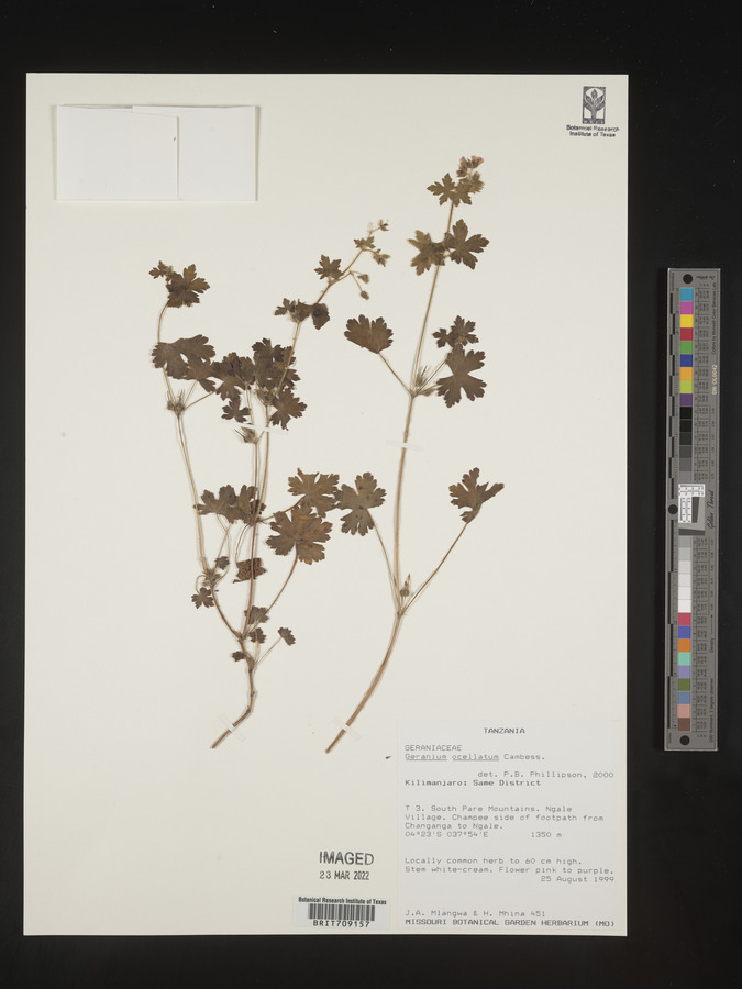 Geranium ocellatum image