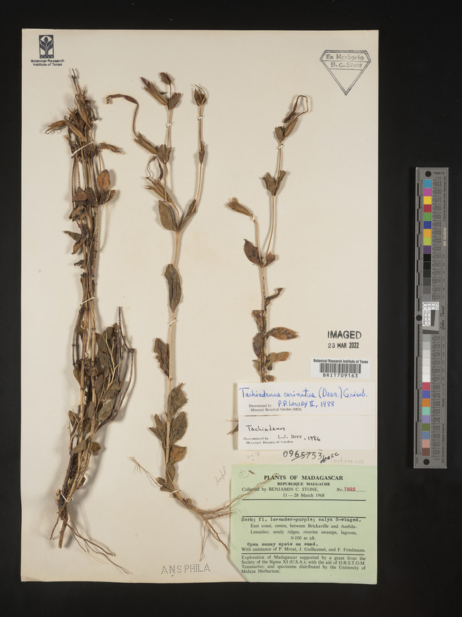 Tachiadenus carinatus image