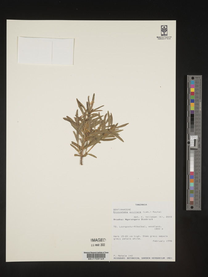 Enicostema axillare image