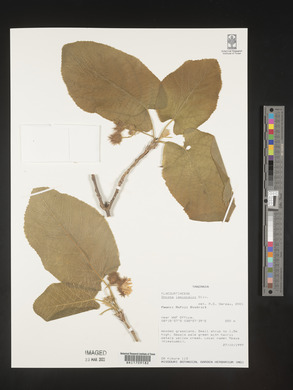 Buchnerodendron lasiocalyx image