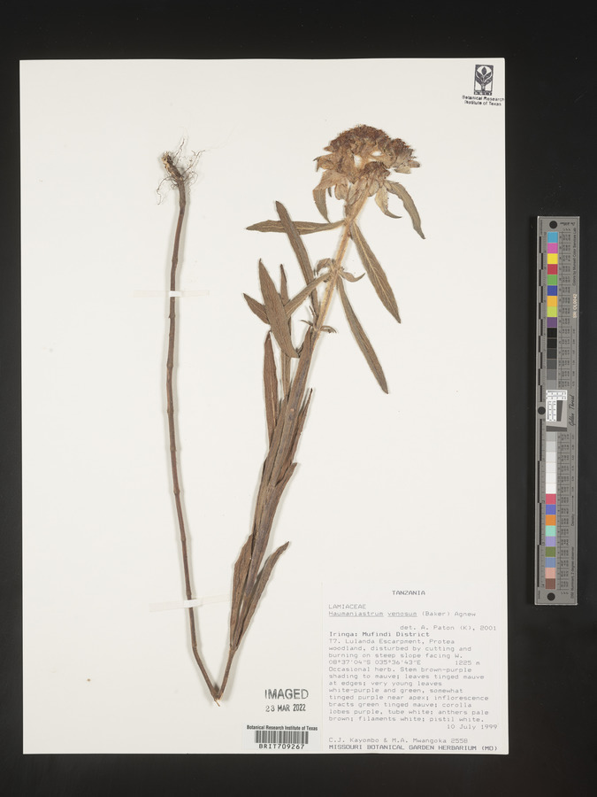 Haumaniastrum venosum image