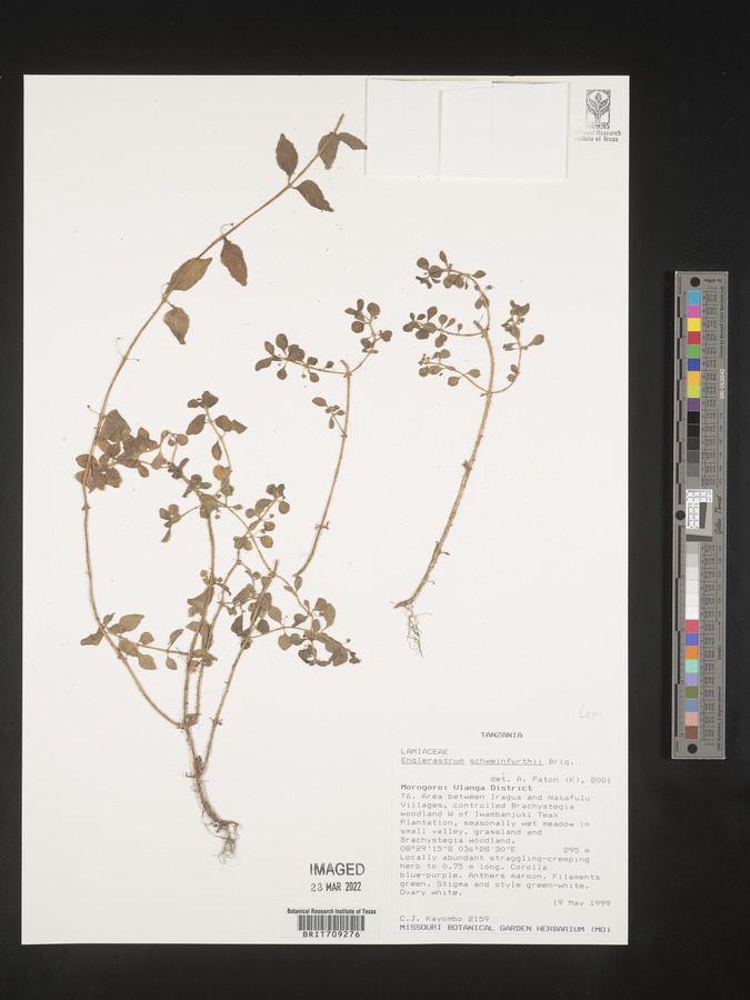 Coleus rhodesianum image