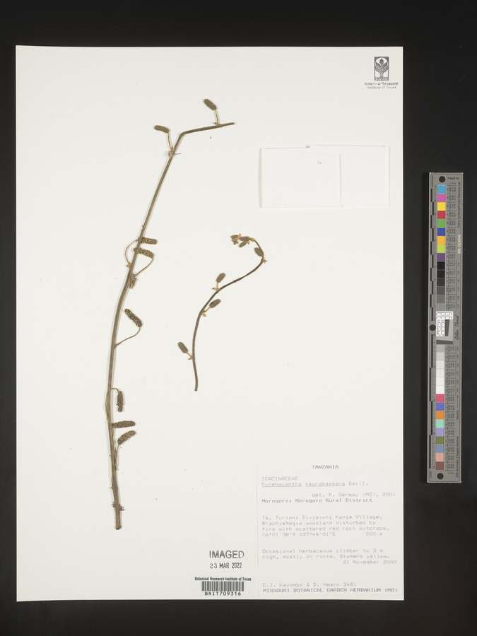 Pyrenacantha kaurabassana image