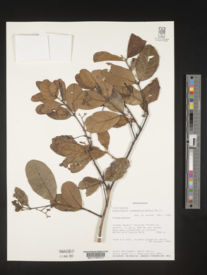 Cassinopsis madagascariensis image