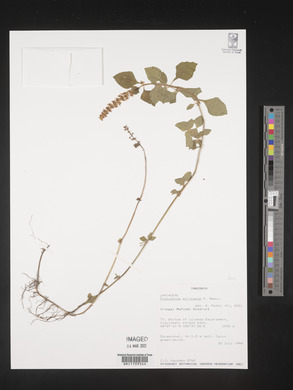 Platostoma africanum image