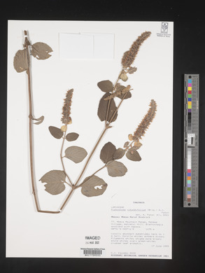 Platostoma rotundifolium image