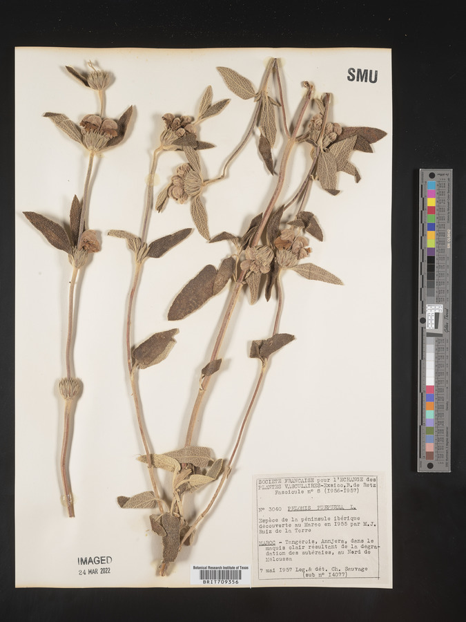 Phlomis purpurea image