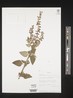 Ocimum lamiifolium image