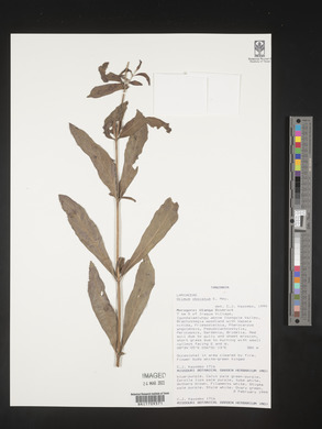 Ocimum obovatum image