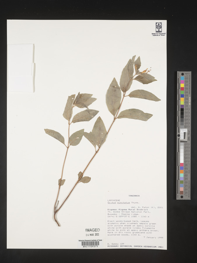 Ocimum dambicola image