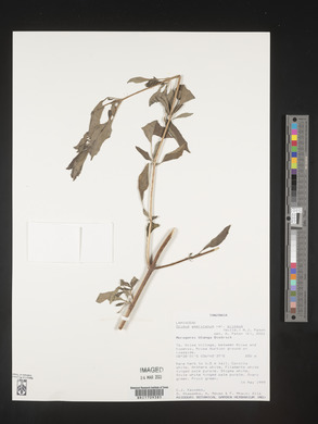 Image of Ocimum africanum