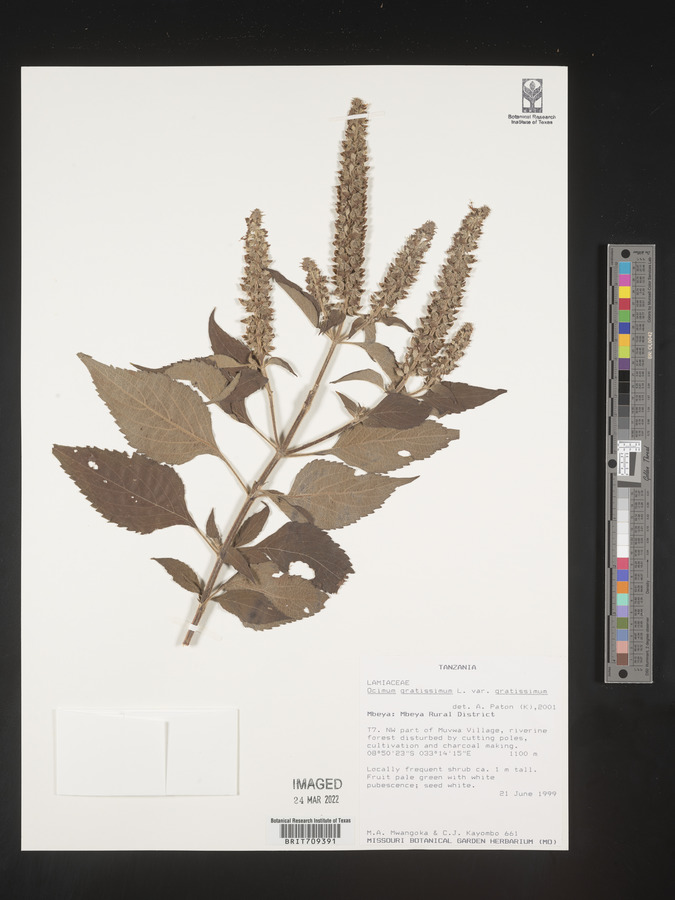 Ocimum gratissimum image