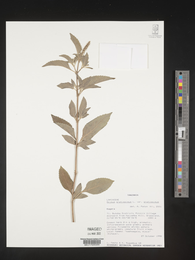 Ocimum gratissimum var. gratissimum image