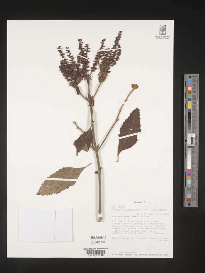 Ocimum gratissimum subsp. gratissimum image