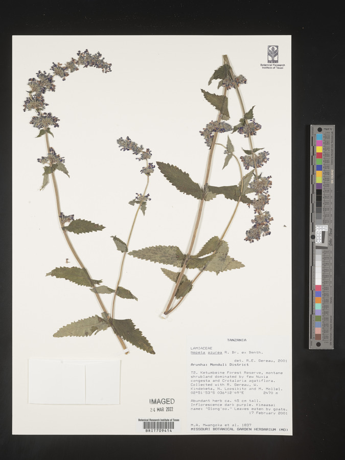 Nepeta azurea image