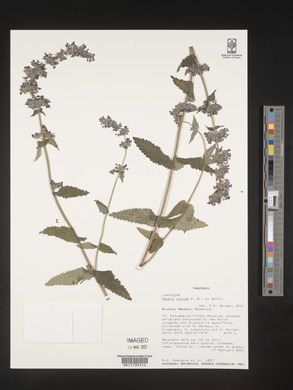 Nepeta azurea image