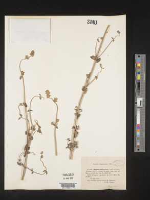 Image of Nepeta atlantica