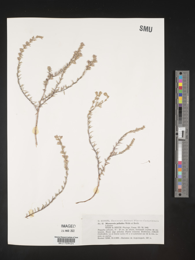 Micromeria tenuis subsp. tenuis image