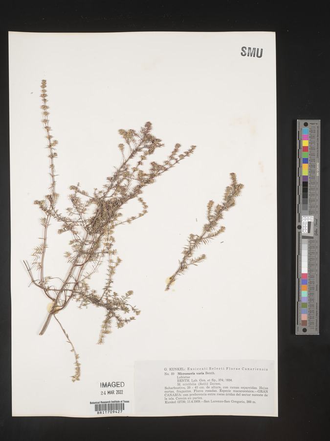 Micromeria ericifolia image
