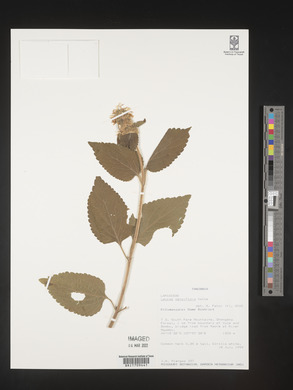 Leucas densiflora image