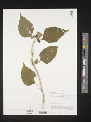 Leucas densiflora image